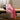 Foulard Louise-Elisabeth - Foulard